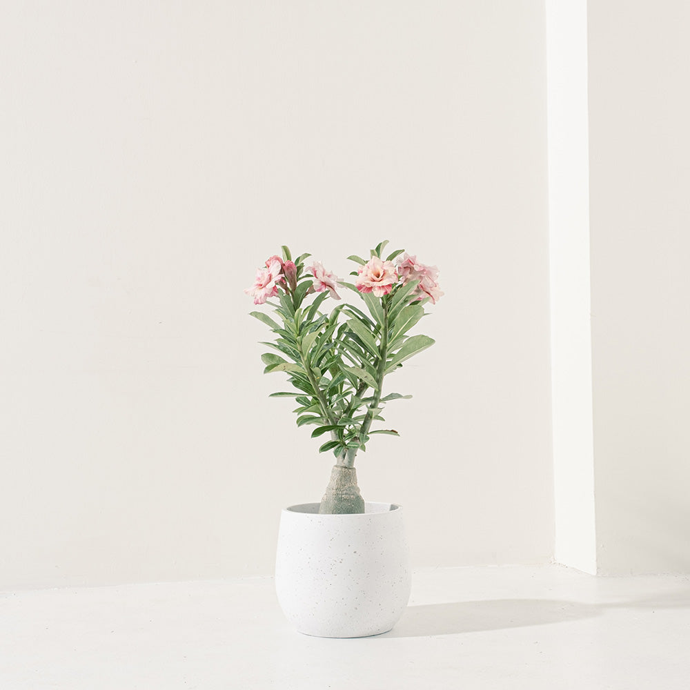 沙漠玫瑰 | 重瓣品種 | 聚財、旺財、招桃花 | 獨家稀有花色 | 森林有塊田