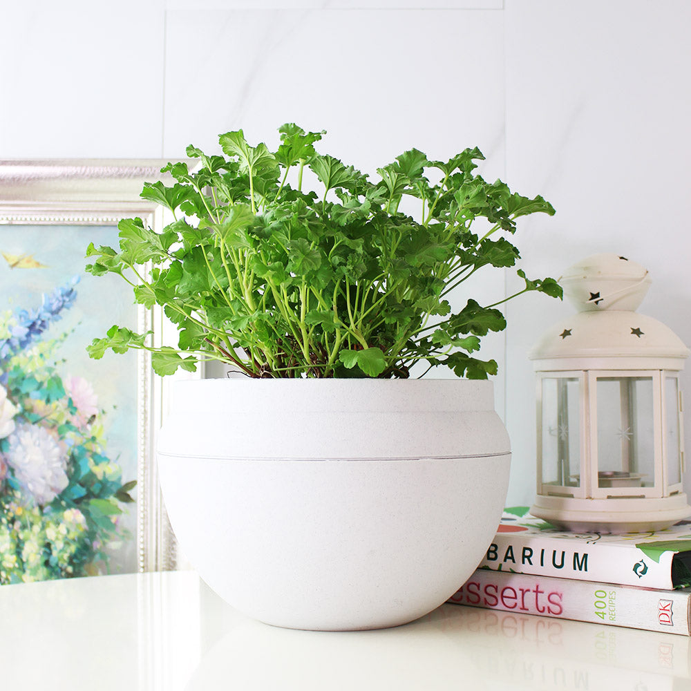 薰衣草天竺葵 | 容易開花 | 陽光植物