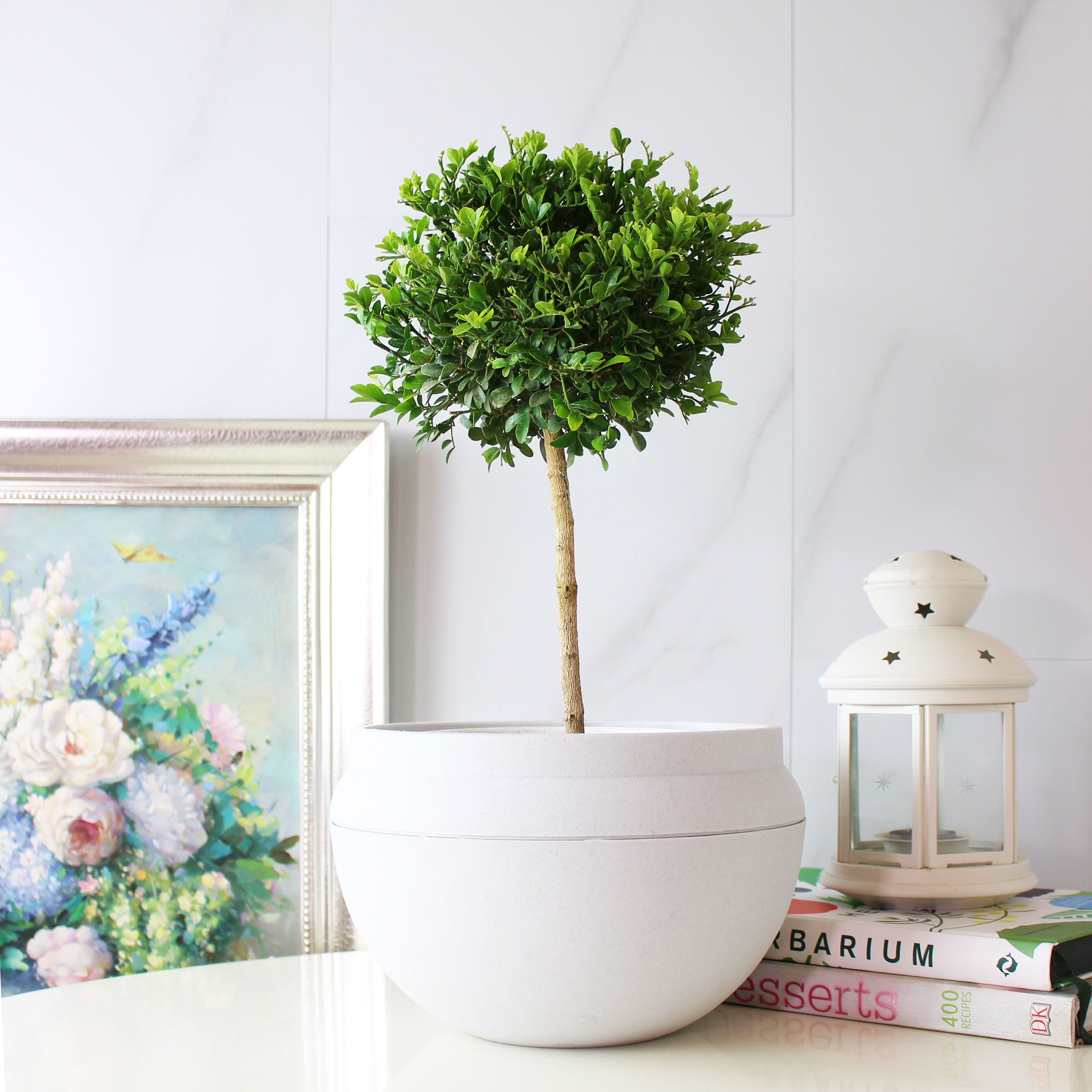 七里香盆栽|陽光植物