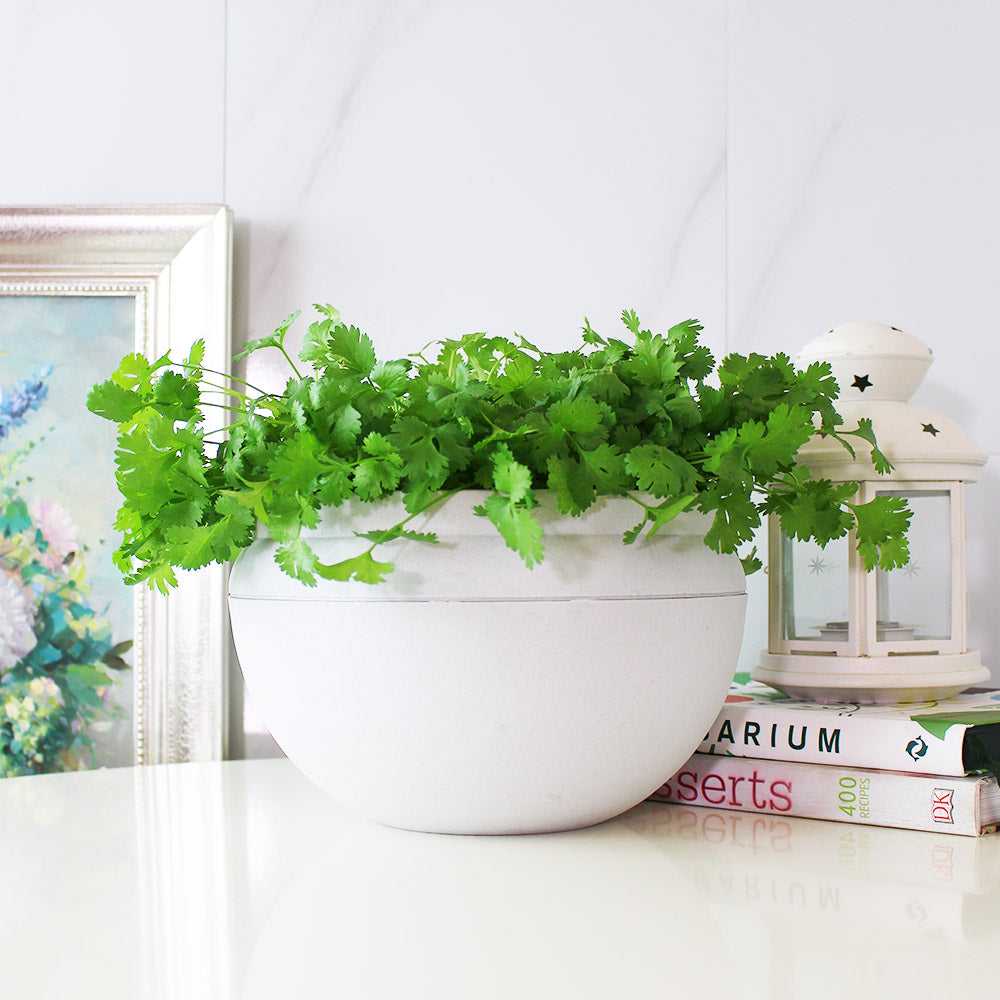 台灣香菜 | 富含維生素K和抗氧化劑,可抑制自由基 | 食用花 | 陽光植物