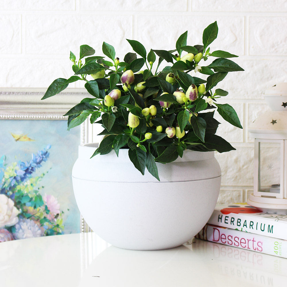 五彩辣椒 | 會辣 | 七彩辣椒 | 糖果辣椒 | 陽光植物