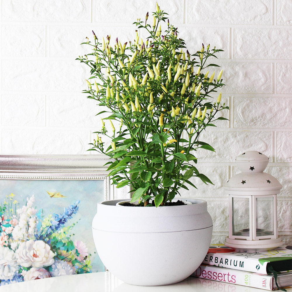 小槍辣椒 | 香氣很棒的辣椒 | 黃色、紅色的果實都可以食用 | 陽光植物