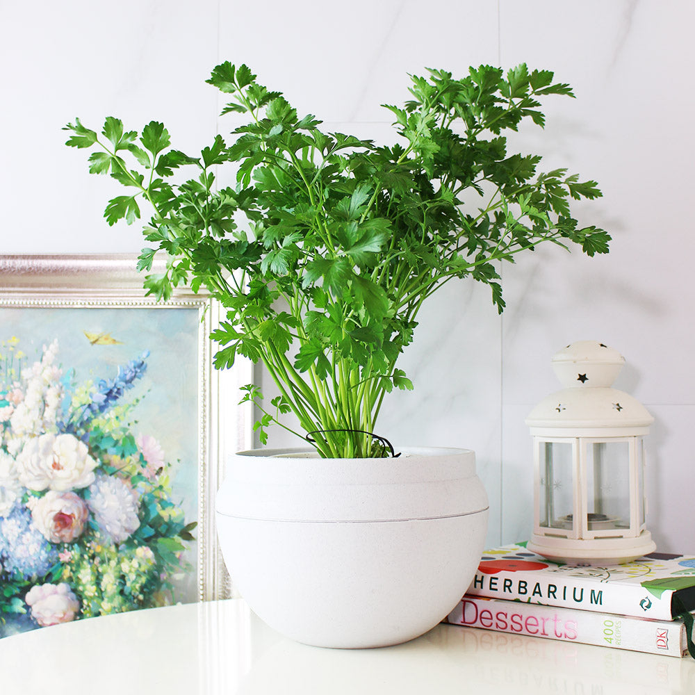 義大利歐芹 | 義大利麵的絕配 | 平葉歐芹 | 擺盤、調味都可以 | 陽光植物