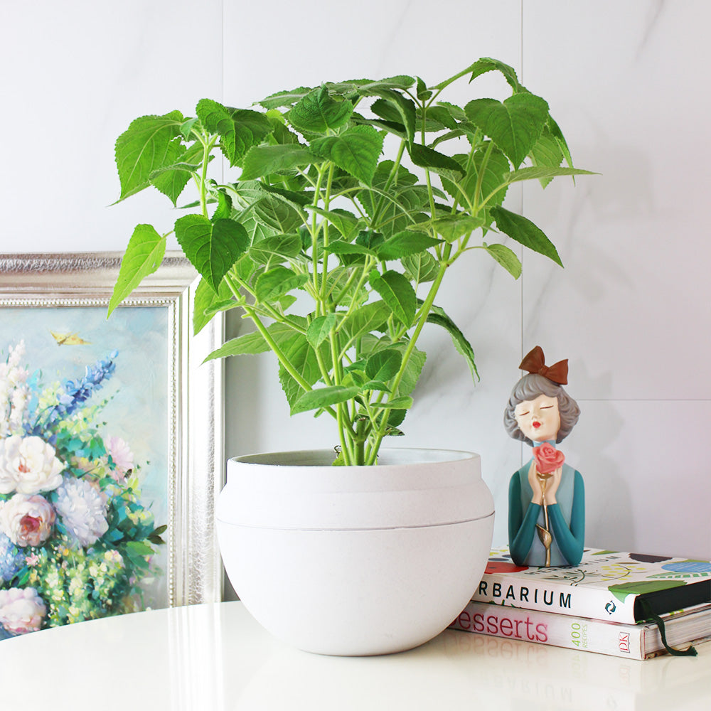 水果鼠尾草 | 驅趕小黑蚊 | 花朵口感清脆 | 陽光植物