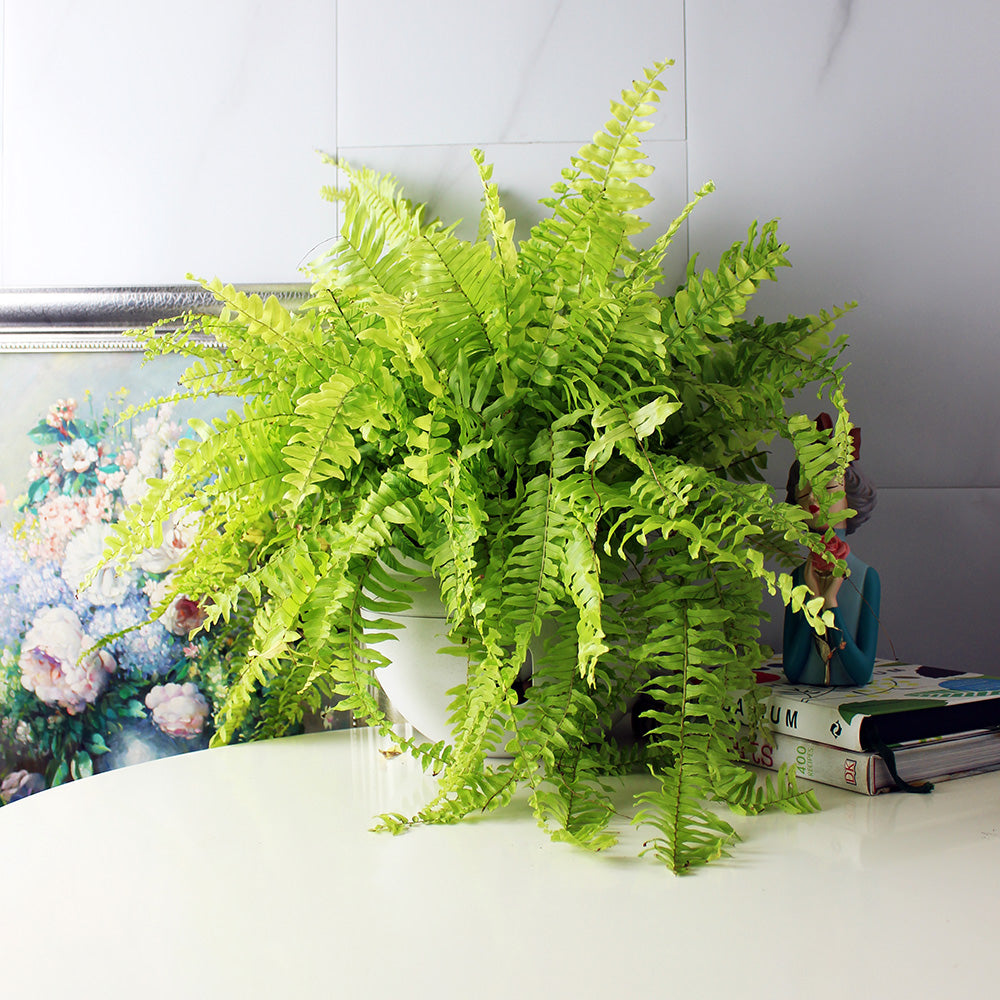 黃金瀑布蕨 | 黃金腎蕨 | 陽光植物 | 貓狗安全