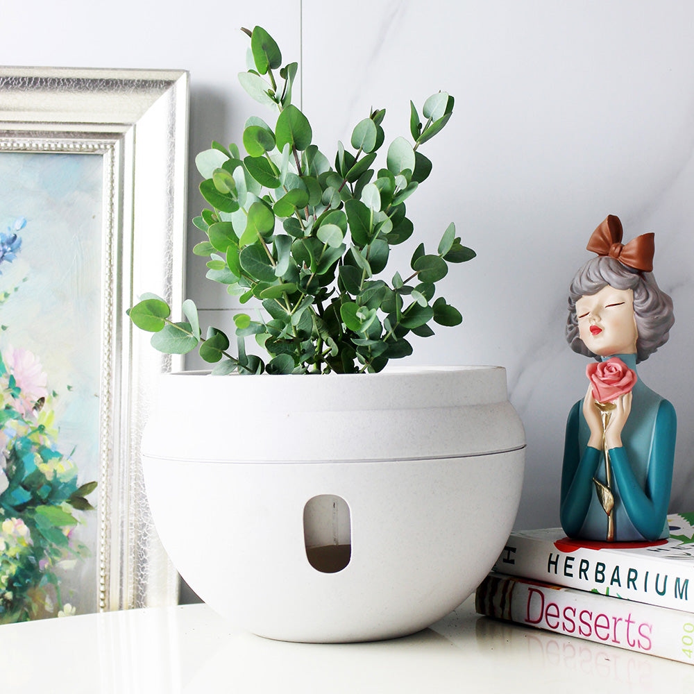 藍冰尤加利 | 藍冰桉 | 陽光植物