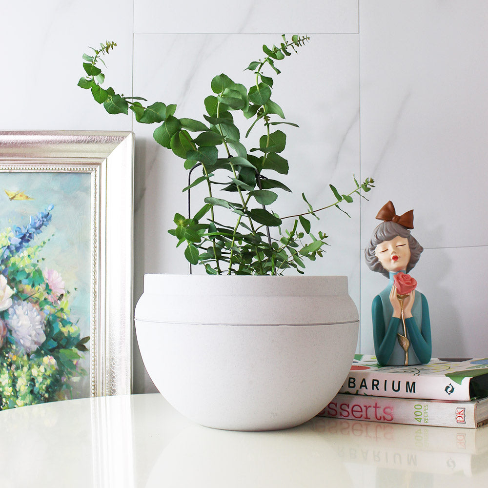 蘋果桉 | 尤加利的香氣 | 蘋果尤加利 | 陽光植物