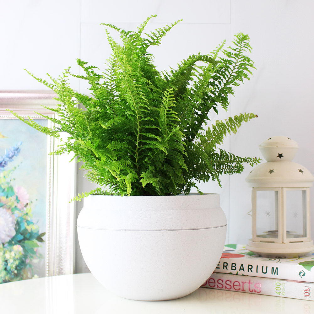 波士頓腎蕨 | 蕨類植物 | 室內植物 | 淨化甲醛