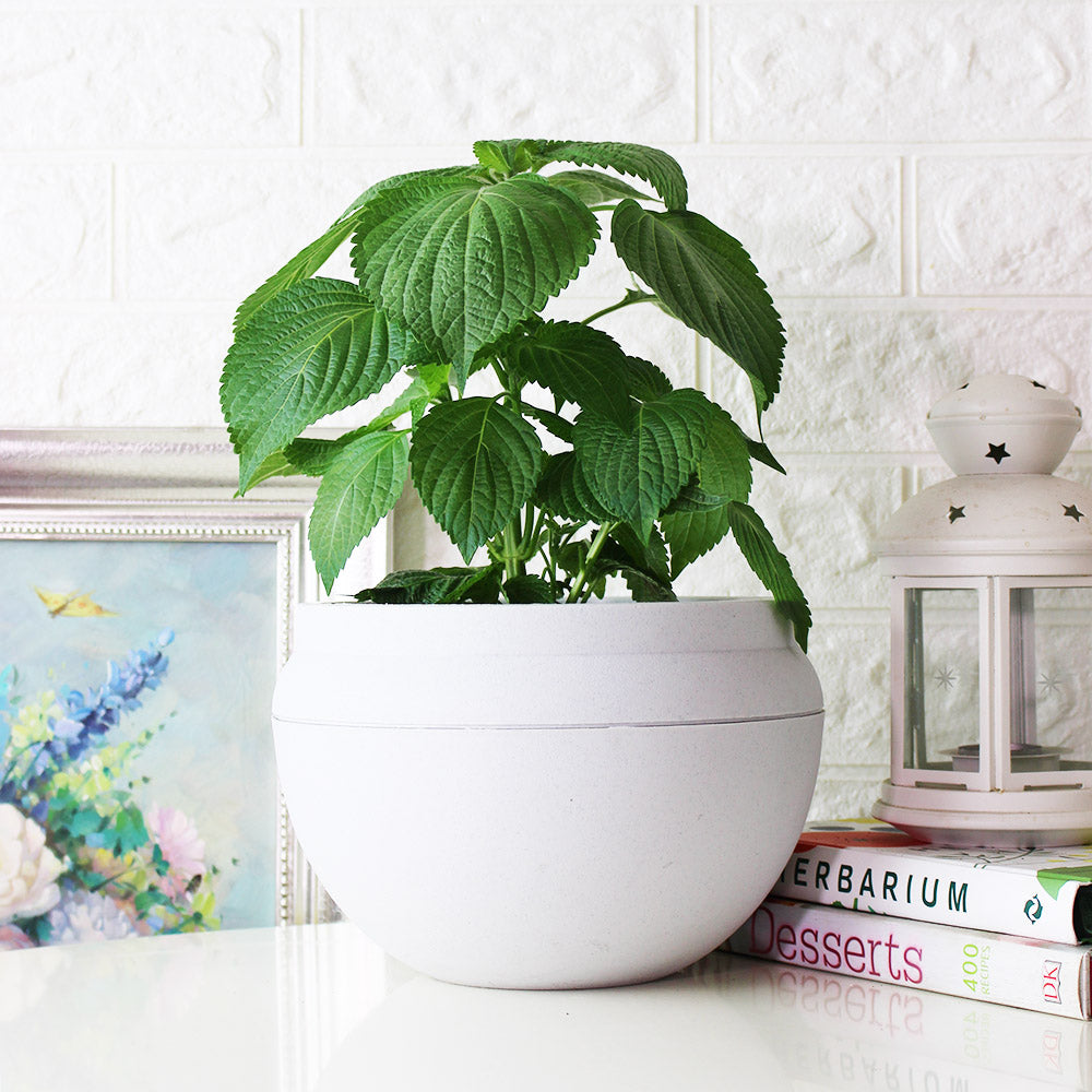 韓國芝麻葉|韓國紫蘇|韓國大葉紫蘇|陽光植物