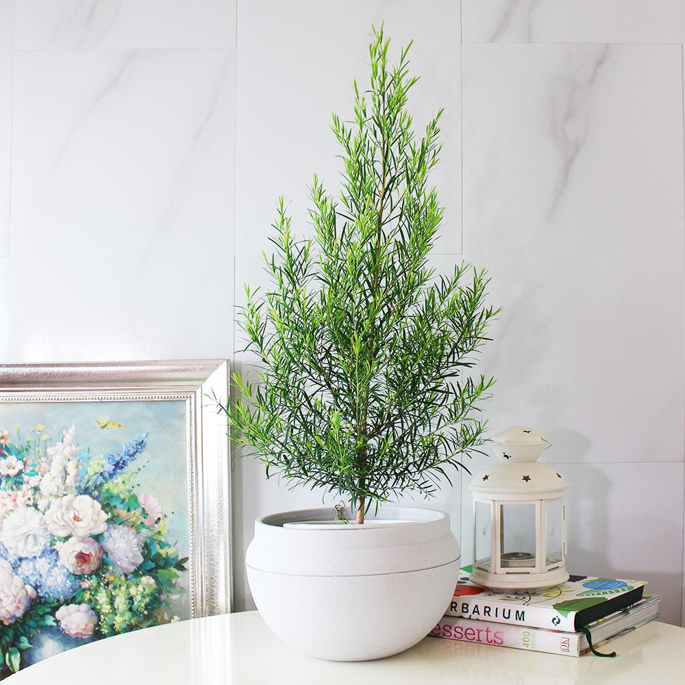 澳洲茶樹 | 天然沙威隆的味道 | 用手搓葉片就有香氣|陽光植物