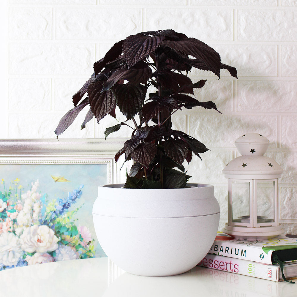 紫蘇 | 紫舒 | 耐強曬 | 陽光植物