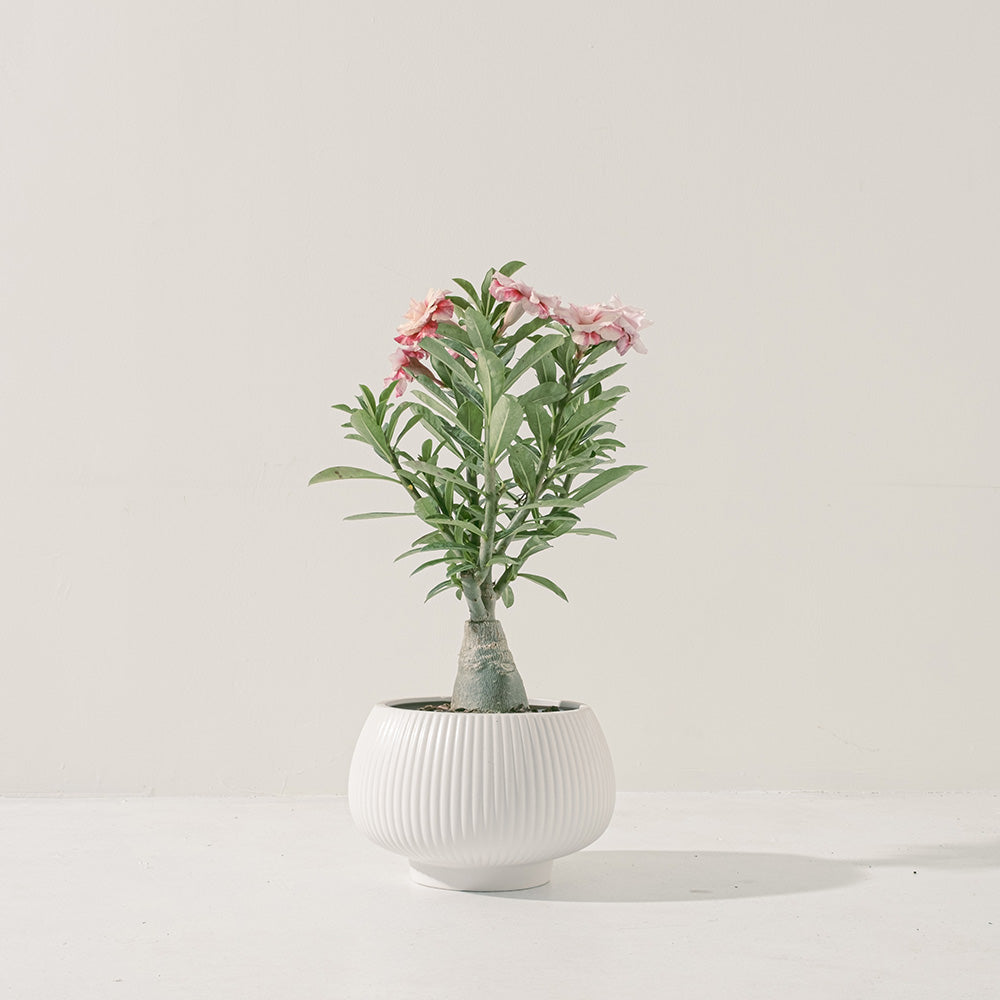 沙漠玫瑰 | 重瓣品種 | 聚財、旺財、招桃花 | 獨家稀有花色 | 森林有塊田