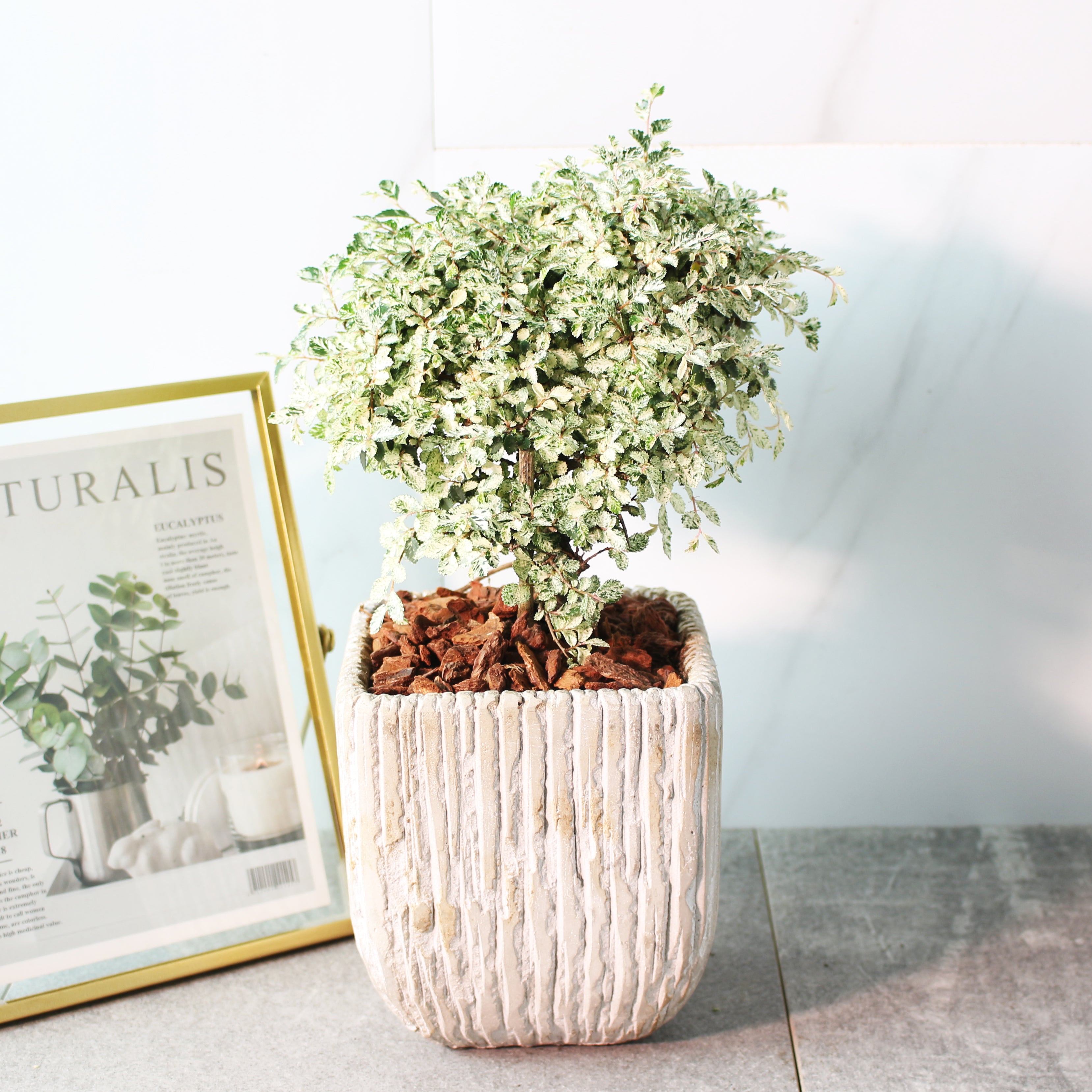 斑葉榆樹 | 富貴生財 | 分解有毒氣體 | 錢榆 | 陽光植物