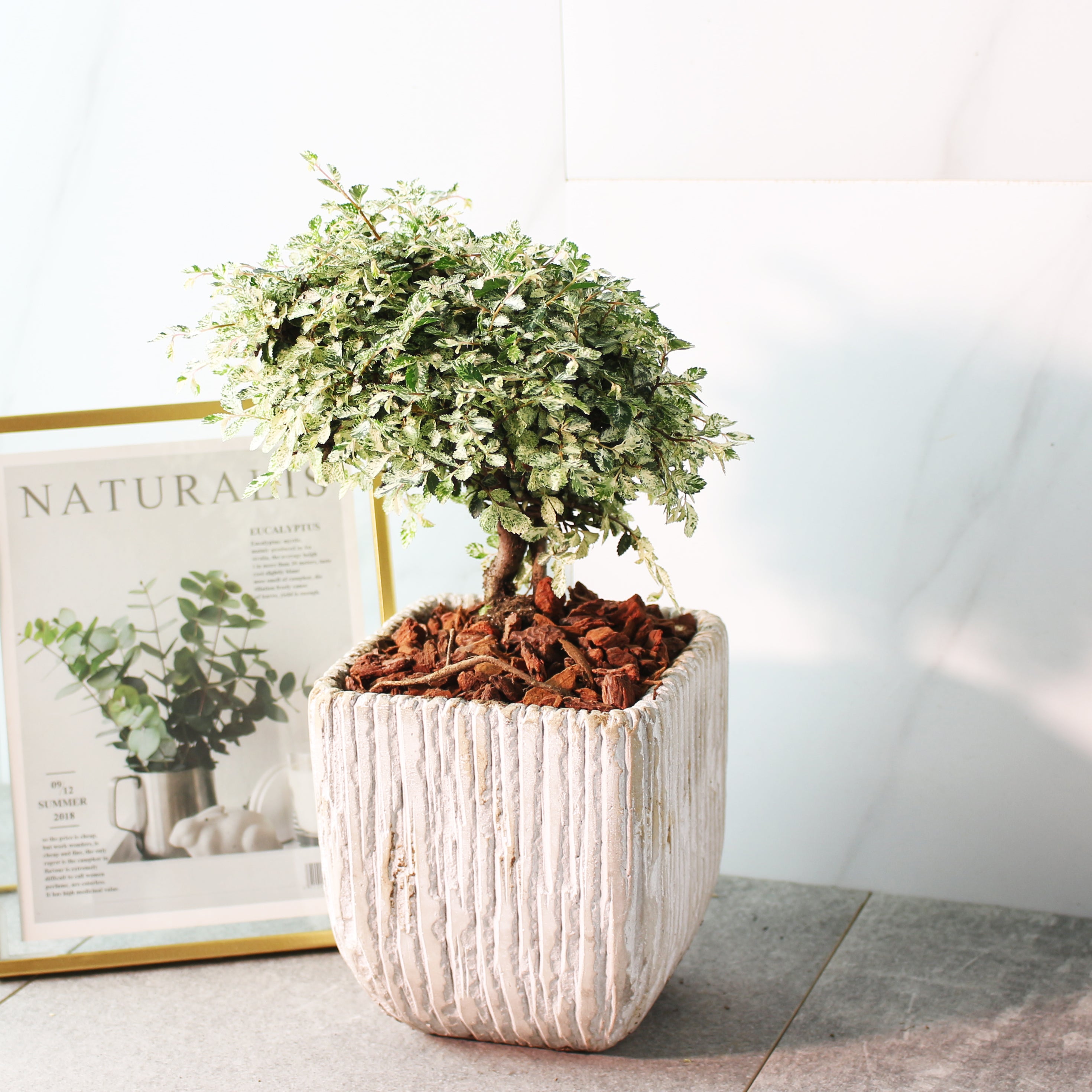 斑葉榆樹 | 富貴生財 | 分解有毒氣體 | 錢榆 | 陽光植物