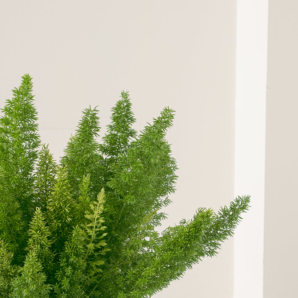 狐尾武竹盆栽 | 非洲武竹 | 過濾甲醛