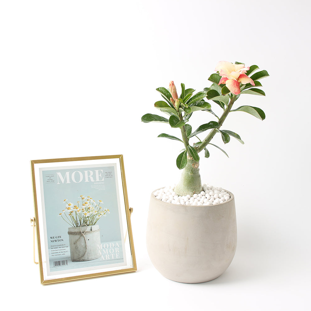 沙漠玫瑰 | 重瓣品種 | 聚財、旺財、招桃花 | 獨家稀有花色 | 森林有塊田