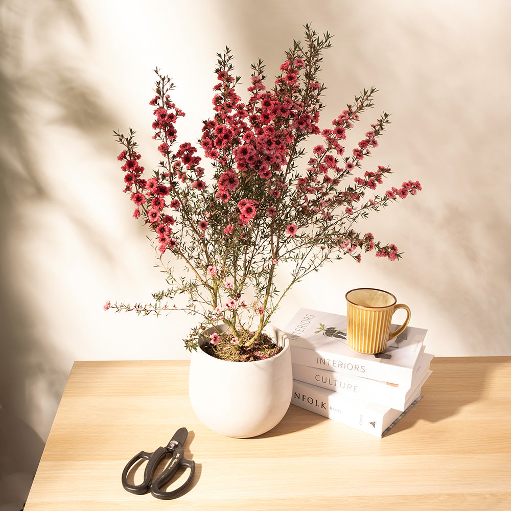 紐西蘭茶樹| 麥盧卡| 松紅梅| 紐西蘭的國寶樹| 陽光植物– 森林有塊田