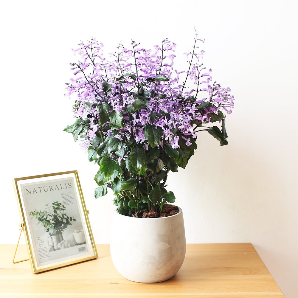 紫鳳凰 | 夢娜薰衣草 | 幾乎全年開花| 陽光植物