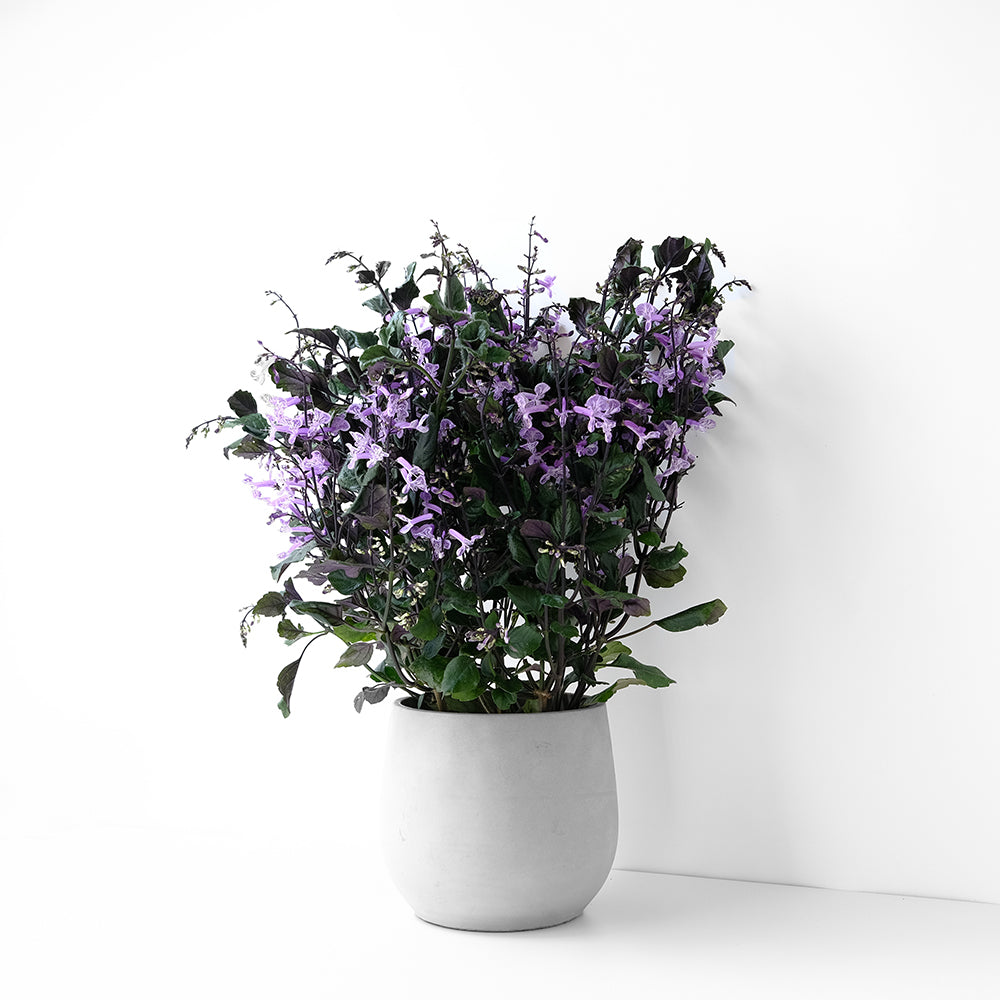 紫鳳凰 | 夢娜薰衣草 | 幾乎全年開花| 陽光植物