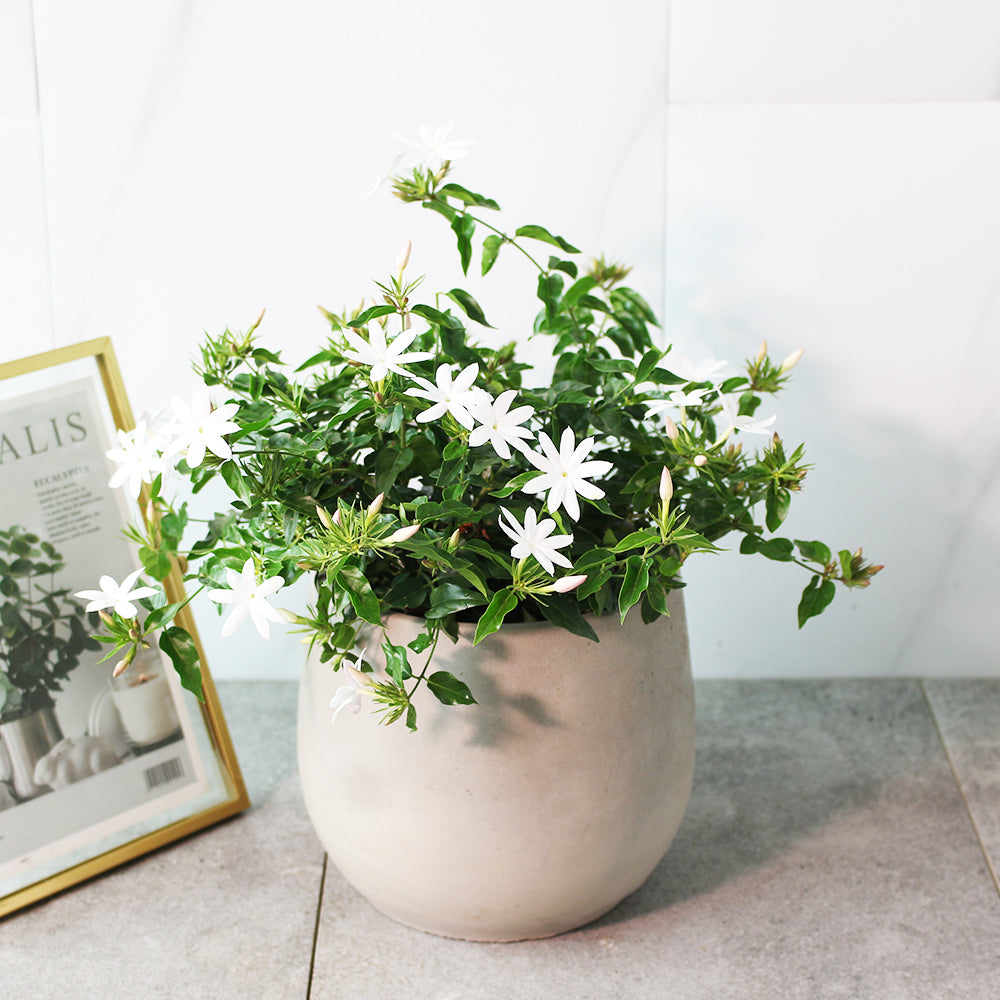 毛茉莉 | 星星茉莉 | 多花素馨 | 有香氣 | 陽光植物