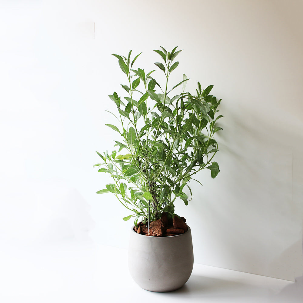 白鼠尾草 | 聖白鼠尾草 | 淨化空間 | 驅趕負能量 | 陽光植物