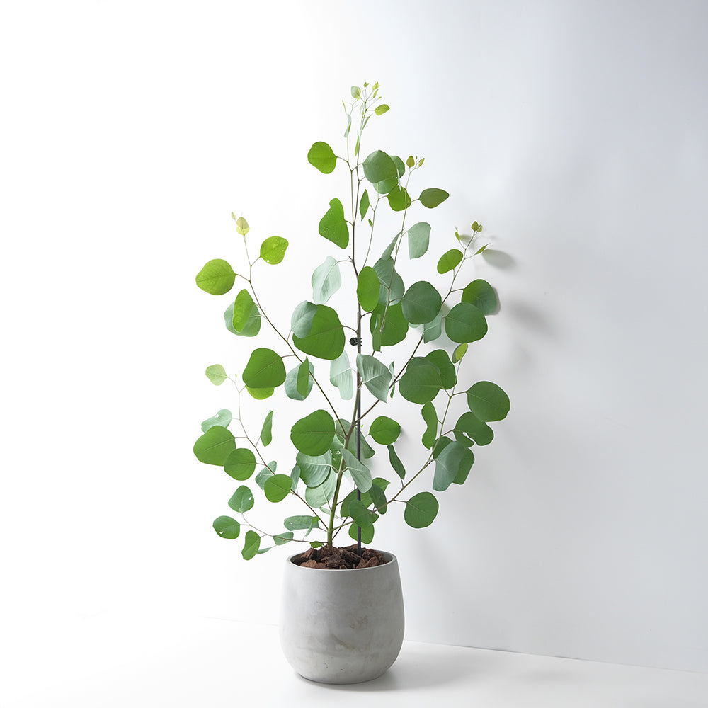 多花桉 | 又大又圓的葉片 | 大圓葉桉 |銀元桉 | 陽光植物