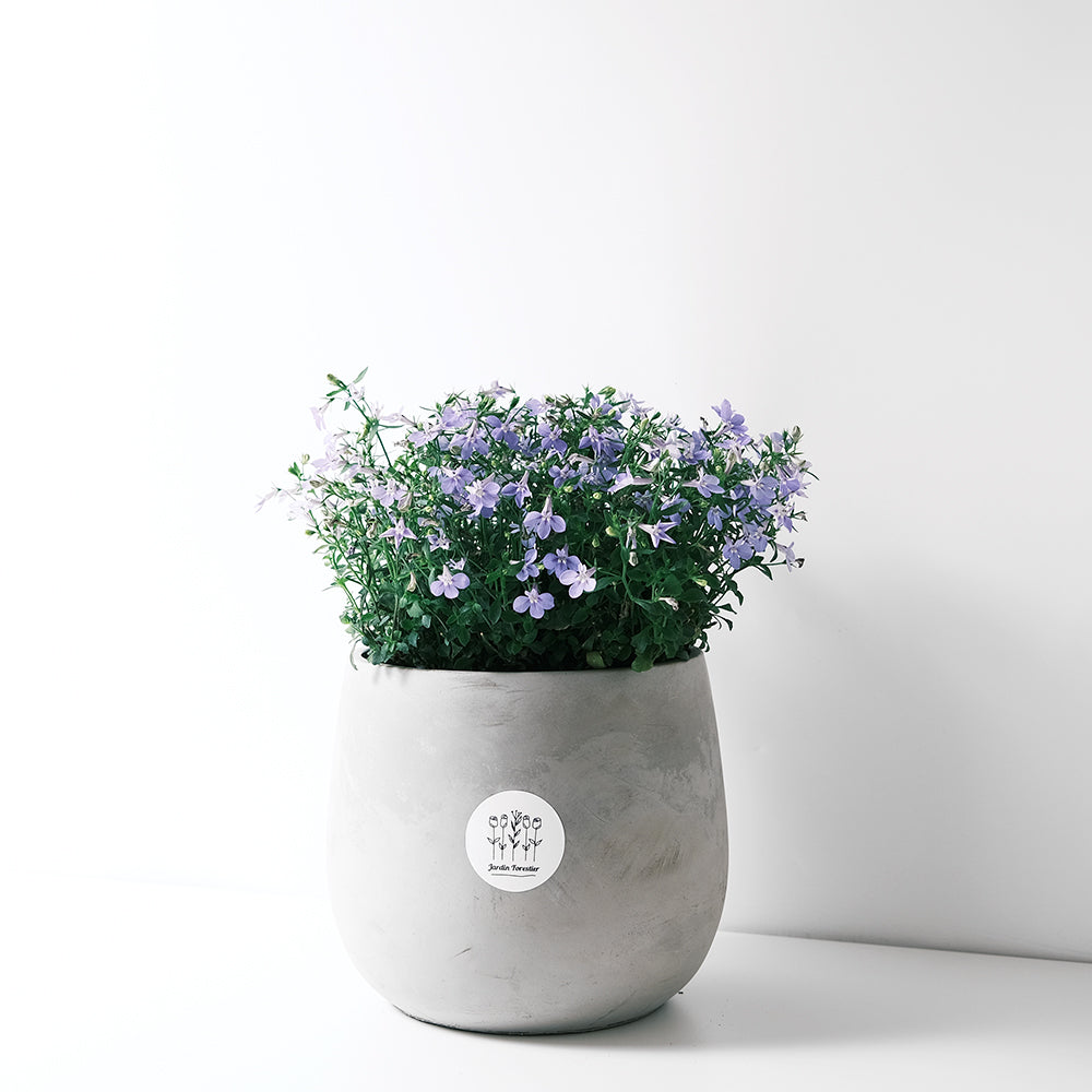 六倍利 | 翠蝶花 | 開花量大 | 陽光植物