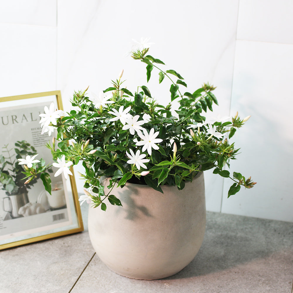 毛茉莉 | 星星茉莉 | 多花素馨 | 有香氣 | 陽光植物