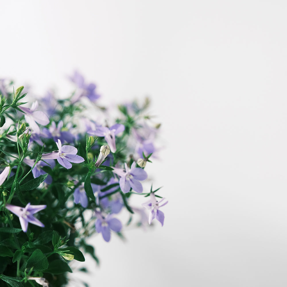 六倍利 | 翠蝶花 | 開花量大 | 陽光植物