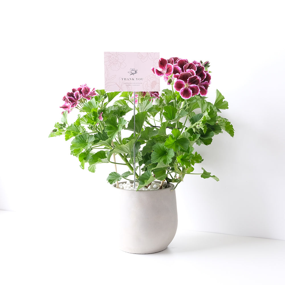 星光天竺葵 | 馬蹄紋天竺葵 | 食用花 | 已開花 | 花色隨機出貨 | 陽光植物