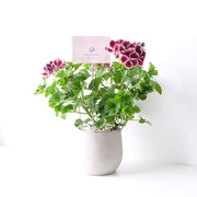 星光天竺葵 | 馬蹄紋天竺葵 | 食用花 | 已開花 | 花色隨機出貨 | 陽光植物