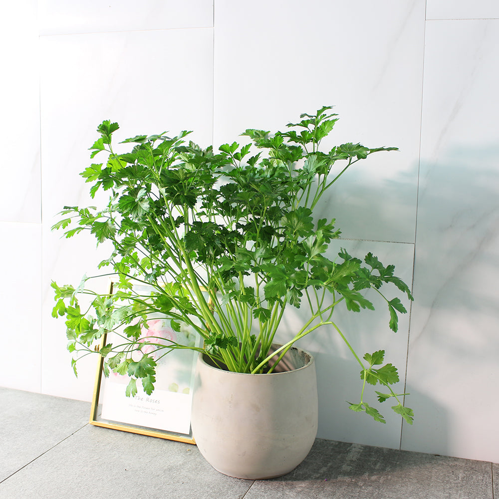 義大利歐芹 | 義大利麵的絕配 | 平葉歐芹 | 擺盤、調味都可以 | 陽光植物