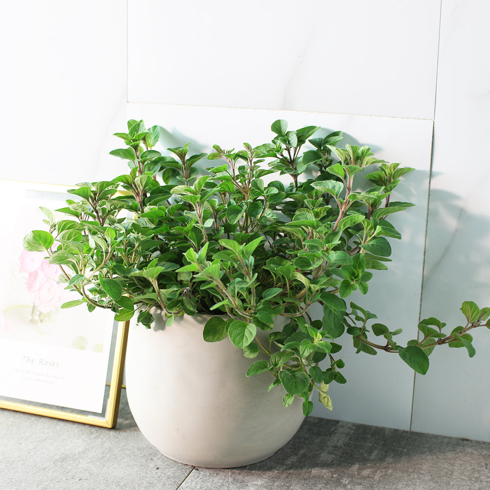 奧勒岡 | 歡樂的香草 | 搭配牛肉與番茄 | 陽光植物