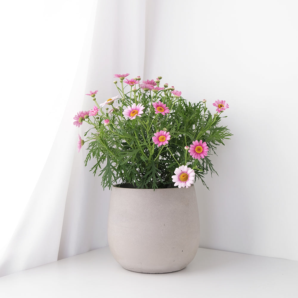 瑪格麗特 | 小巧可愛的花朵|陽光植物|去除阿摩尼亞的味道