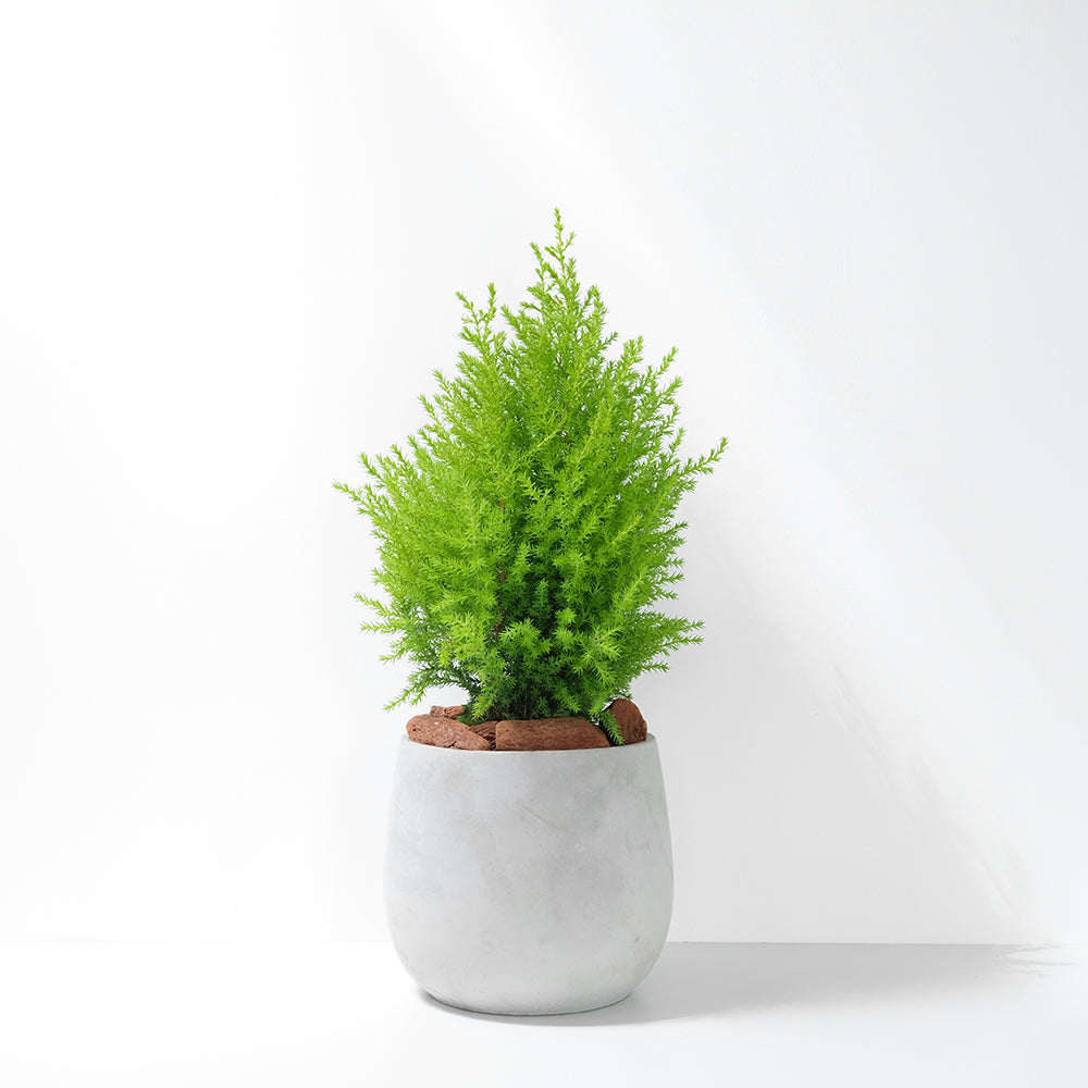 香冠柏 | 最受歡迎的耶誕樹 | 有香氣 | 可放室內光亮處一個月  | 陽光植物