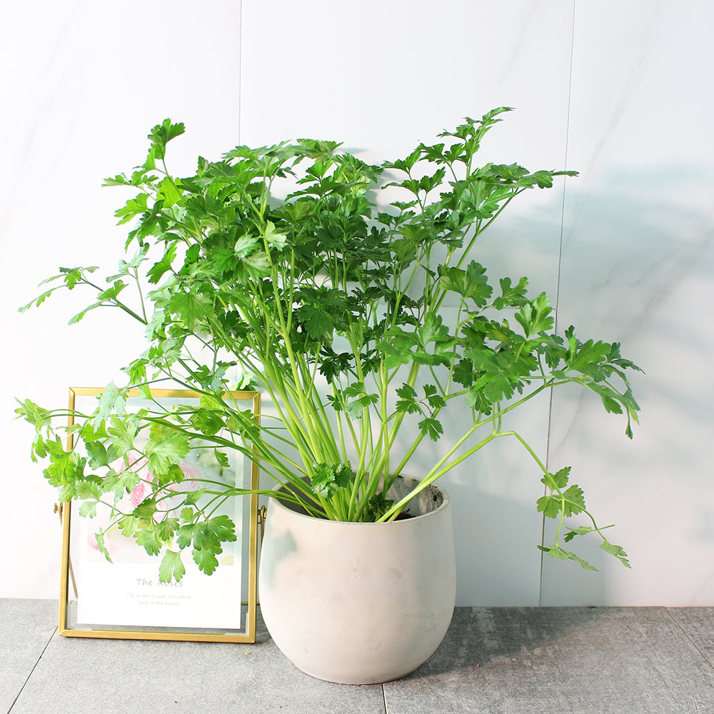 義大利歐芹 | 義大利麵的絕配 | 平葉歐芹 | 擺盤、調味都可以 | 陽光植物