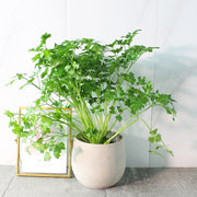 義大利歐芹 | 義大利麵的絕配 | 平葉歐芹 | 擺盤、調味都可以 | 陽光植物