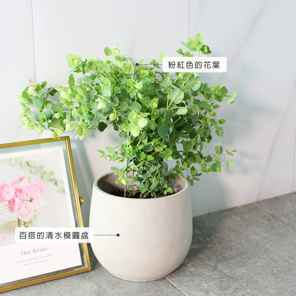 肯特奧勒岡 | 粉紅色中帶紫色的花朵 | 園藝得獎品種 | 陽光植物