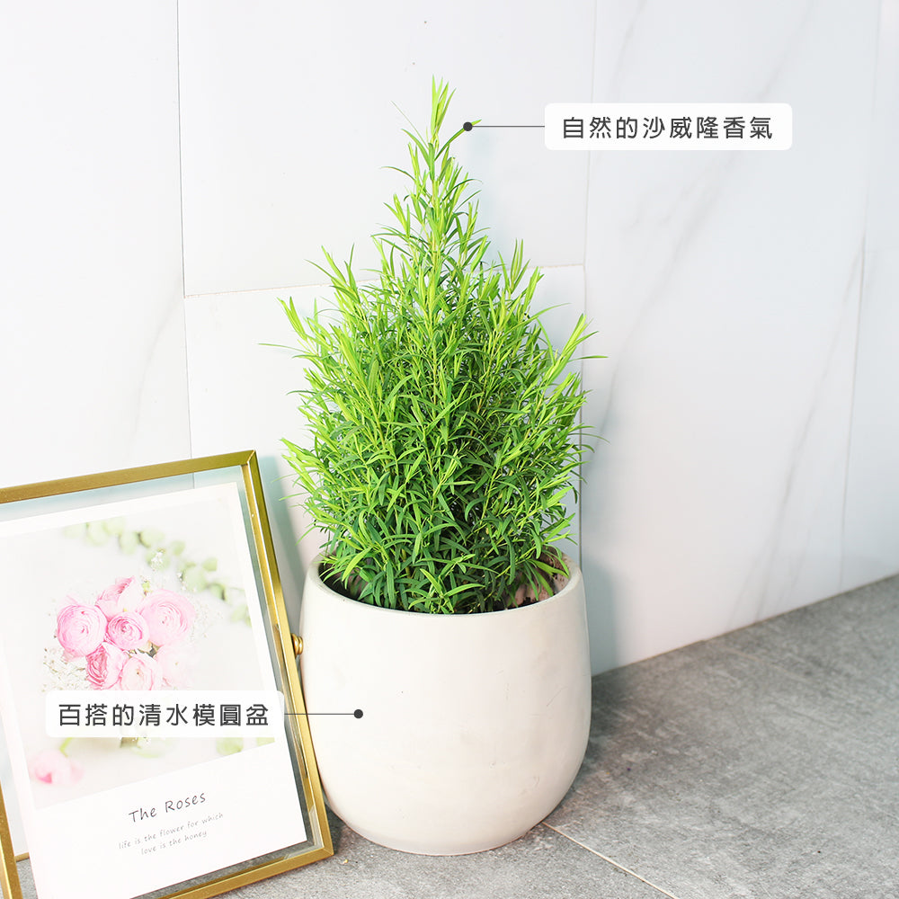 澳洲茶樹 | 天然沙威隆的味道 | 用手搓葉片就有香氣|陽光植物