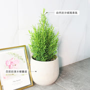 澳洲茶樹 | 天然沙威隆的味道 | 用手搓葉片就有香氣|陽光植物