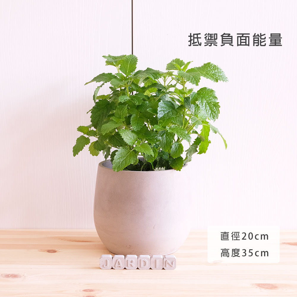 檸檬香蜂草 | 新居落成的絕佳禮物 | 心靈舒緩 | 檸檬香脂 | 陽光植物