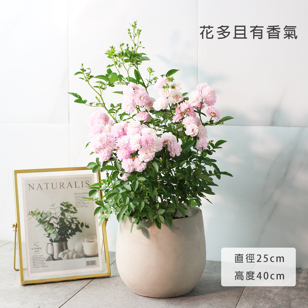 天使薔薇 | 花多且香 | 花可以泡茶 | 四季開花 | 招桃花風水 | 陸龜點心 | 寵物友善