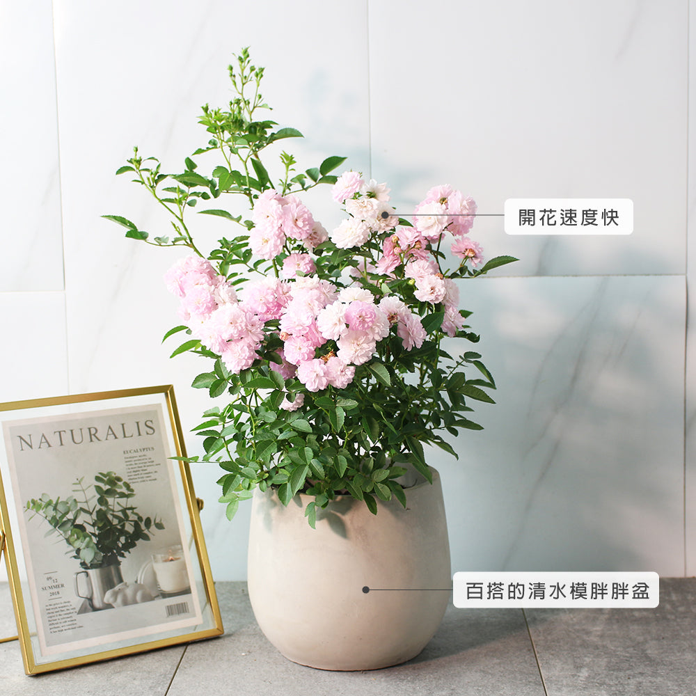 天使薔薇 | 花多且香 | 花可以泡茶 | 花期全年 | 食用花 | 陽光植物