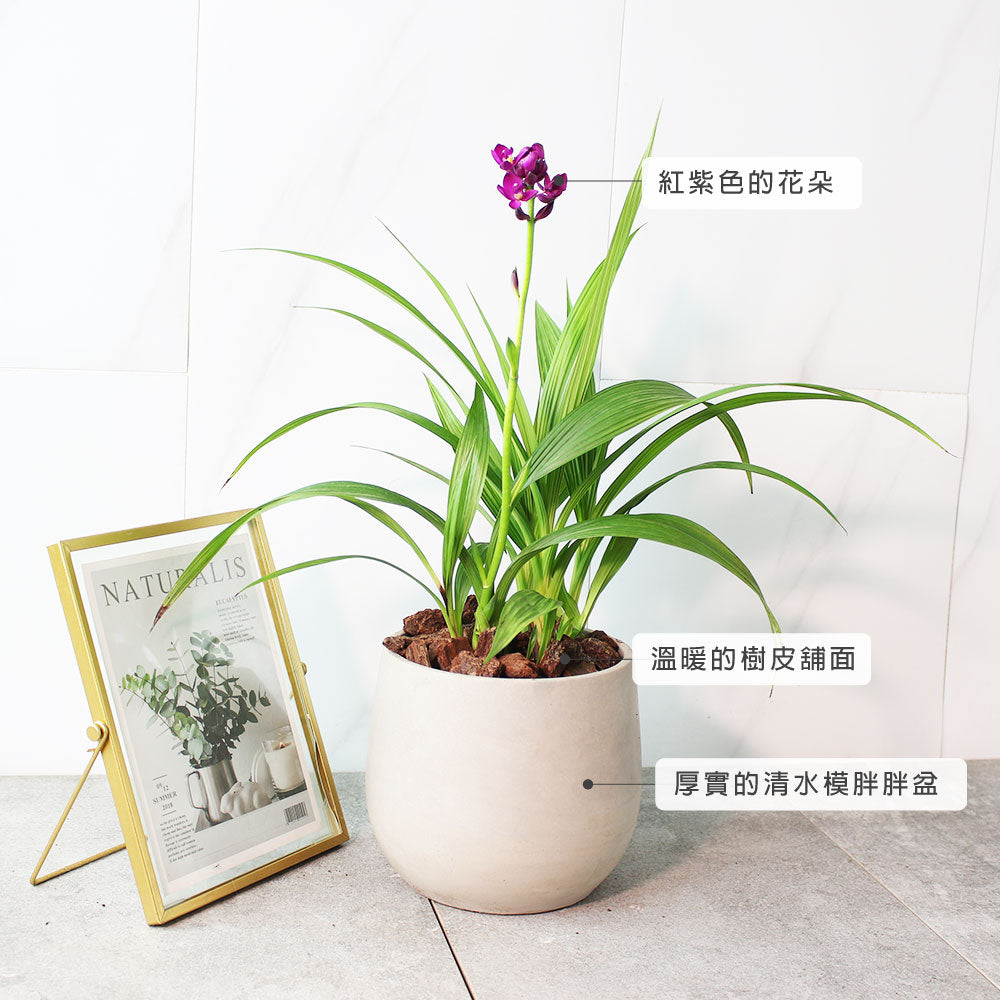 紫蘭 | 苞舌蘭 | 台灣原生種 | 熱帶蘭花 | 陽光植物