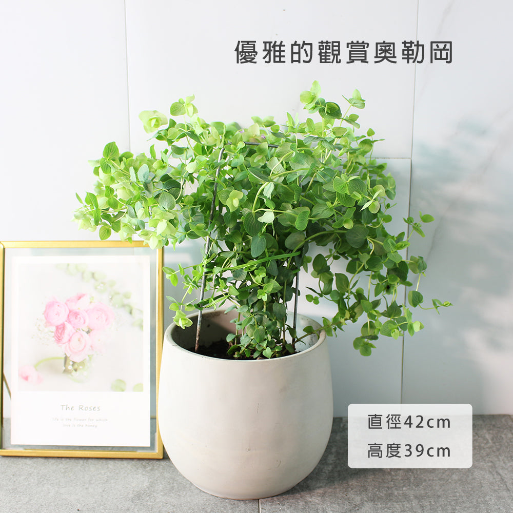 肯特奧勒岡 | 粉紅色中帶紫色的花朵 | 園藝得獎品種 | 陽光植物