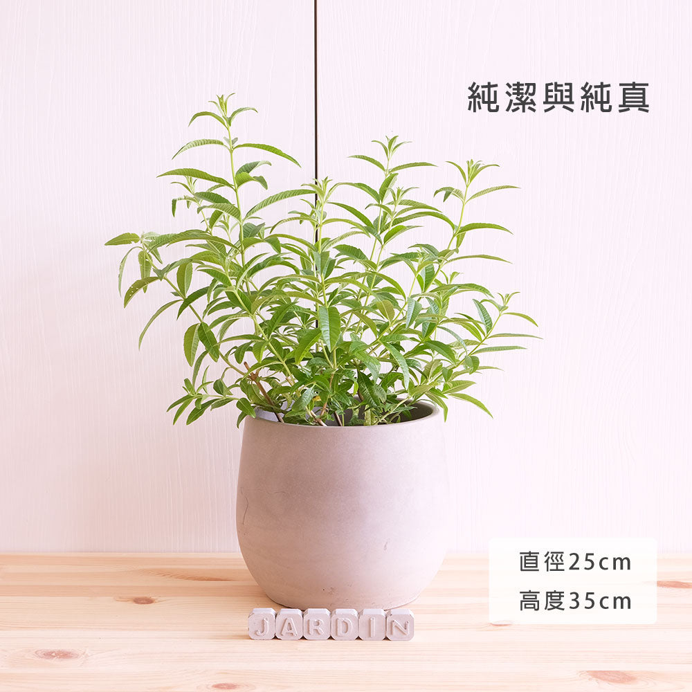 檸檬馬鞭草 | 檸檬與柑橘的香氣 | 很棒的單品香草茶 | 陽光植物
