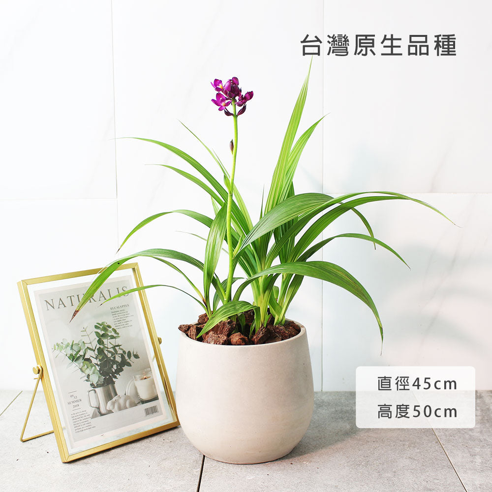 紫蘭 | 苞舌蘭 | 台灣原生種 | 熱帶蘭花 | 陽光植物