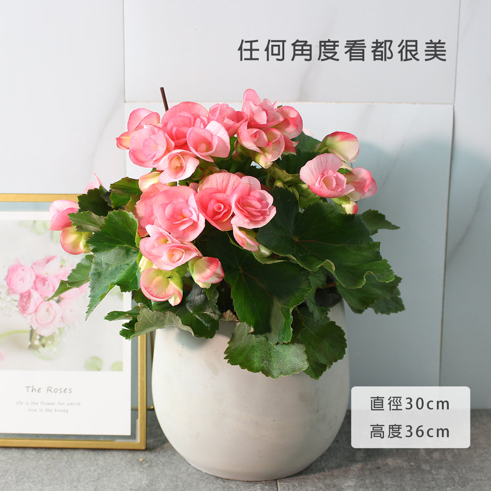 麗格海棠 | 開花量大 | 玫瑰海棠|陽光植物|花色隨機出貨