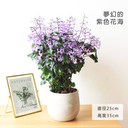 紫鳳凰 | 夢娜薰衣草 | 幾乎全年開花| 陽光植物