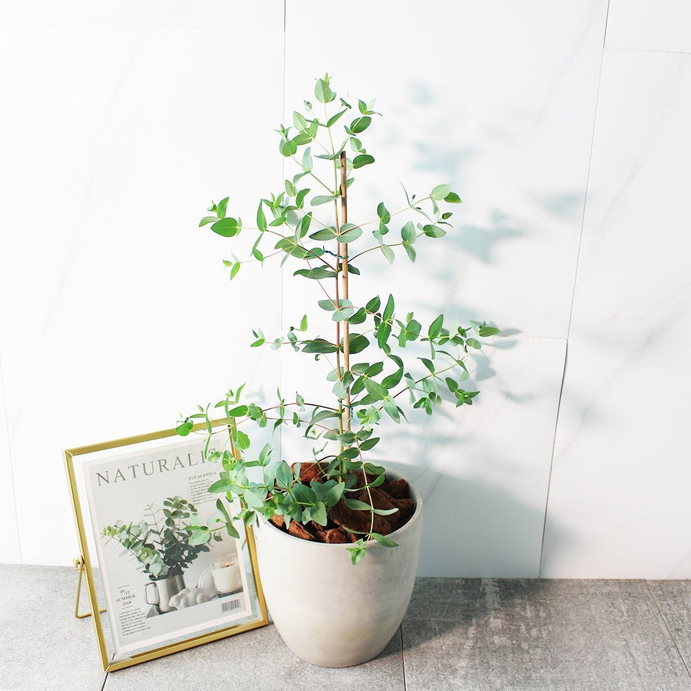 小葉桉 | 稀有的尤加利的品種 | 葉片為橢圓尖狀 | 陽光植物